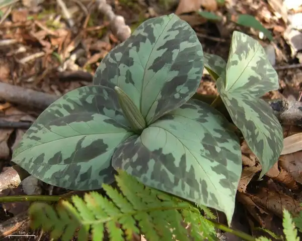 Фото Trillium luteum - Bracts with flower bud:Jason Hollinger