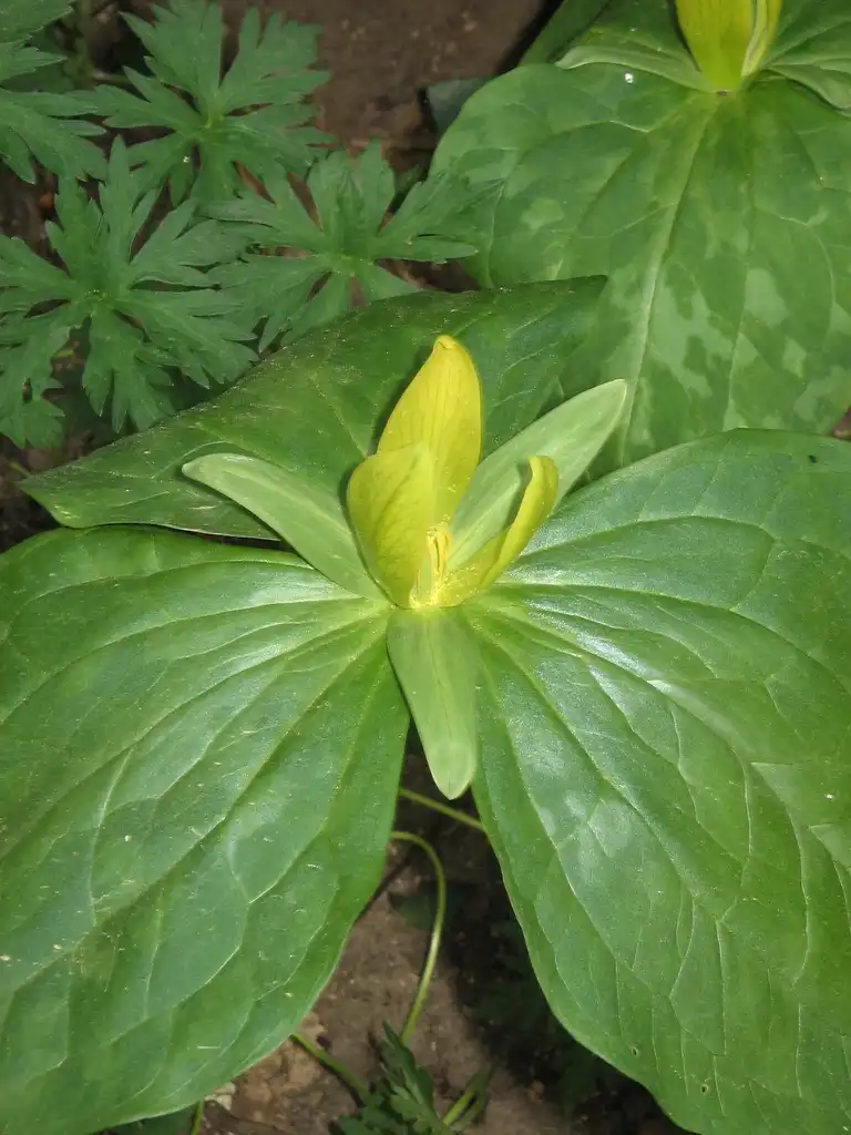 Фото Trillium luteum - Flower and leaves:Meneerke bloem