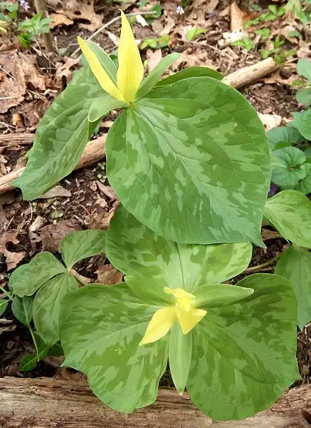 Фото Trillium luteum - Leaves:Jay Sturner