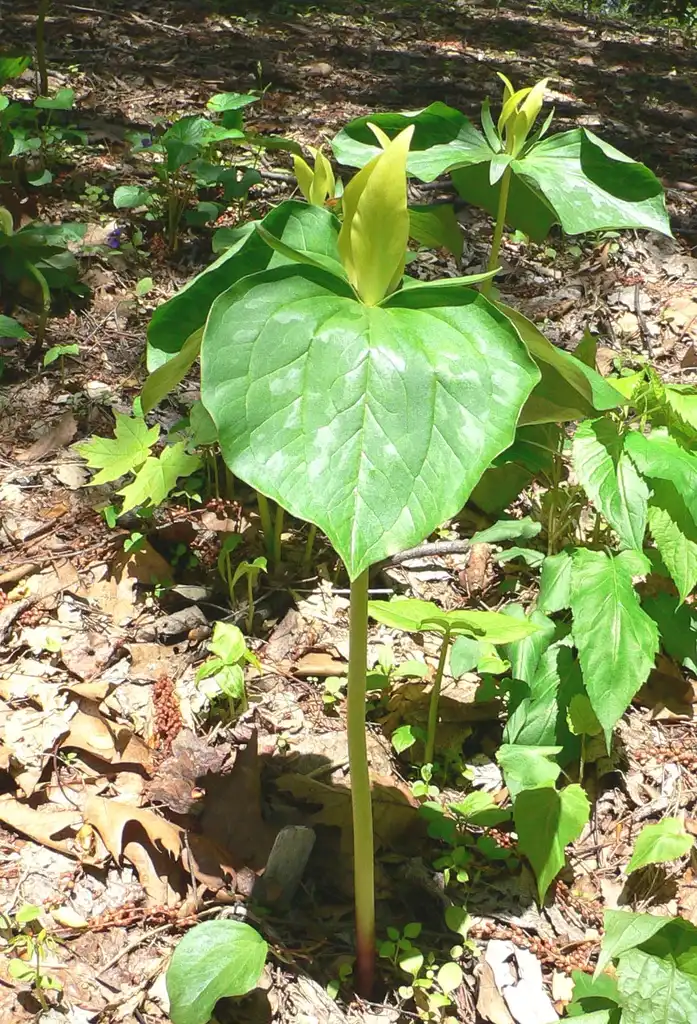 Фото Trillium luteum - Full form:Raul654
