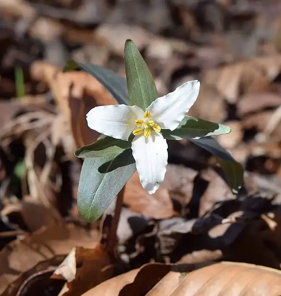 Фото Trillium pusillum (Trillium pusillums)