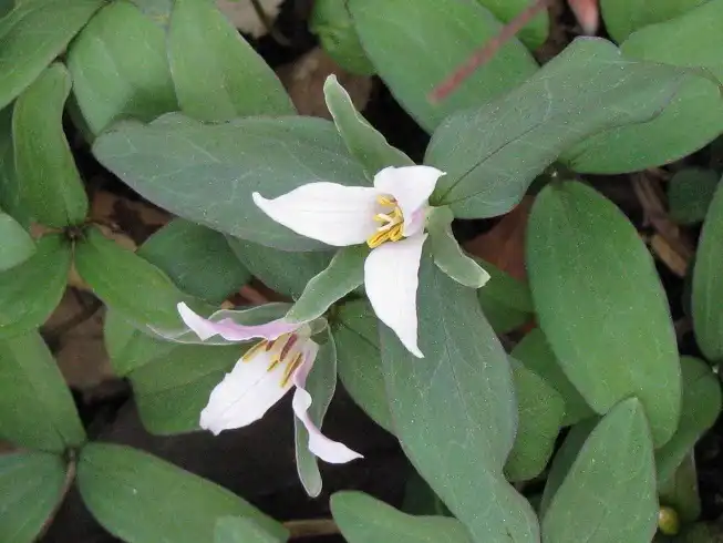 Фото Trillium pusillum (Trillium pusillums)