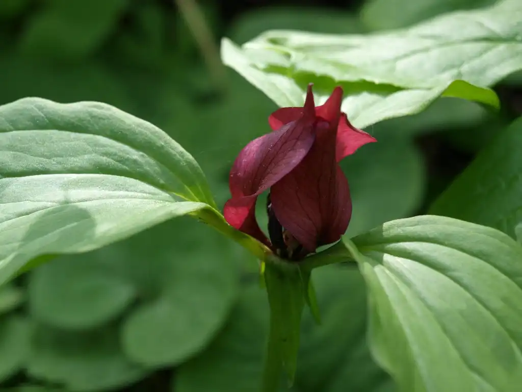 Photo of Trillium recurvatum (Trillium recurvatums)