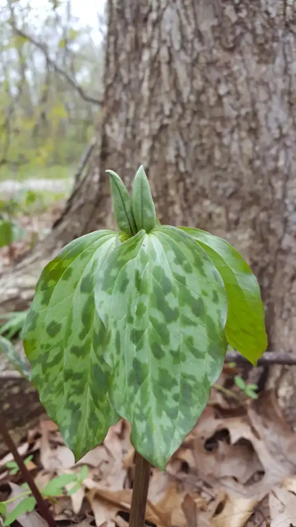 Photo of Trillium recurvatum (Trillium recurvatums)