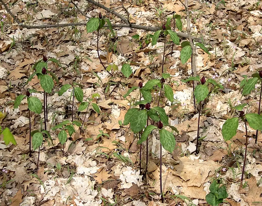 Photo of Trillium recurvatum - Form:Jay Sturner