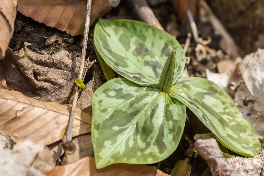 Photo of Trillium sessile (Trillium sessiles)