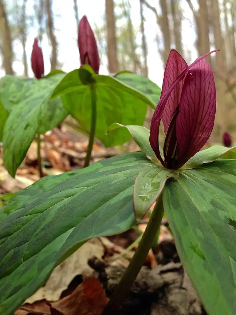 Photo of Trillium sessile (Trillium sessiles)