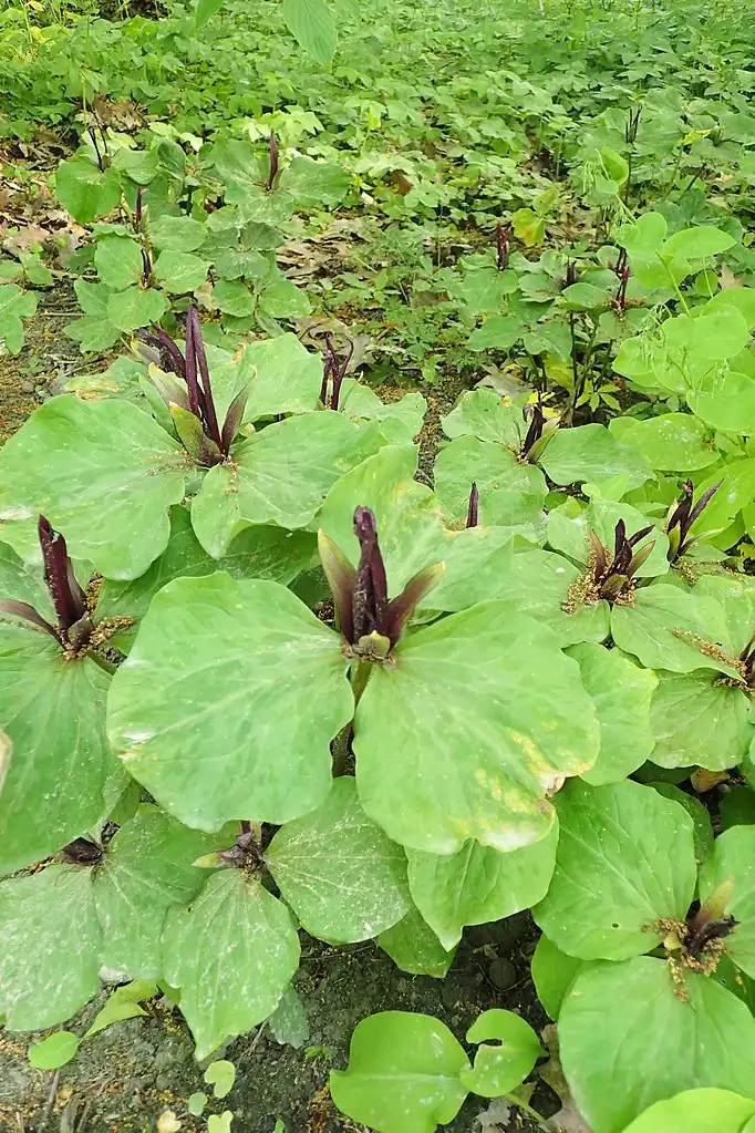 Photo of Trillium sessile - Native habitat:Krzysztof Ziarnek, Kenraiz