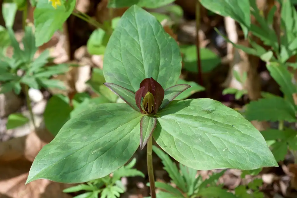 Photo of Trillium sessile - Leaf detail:Eric Hunt