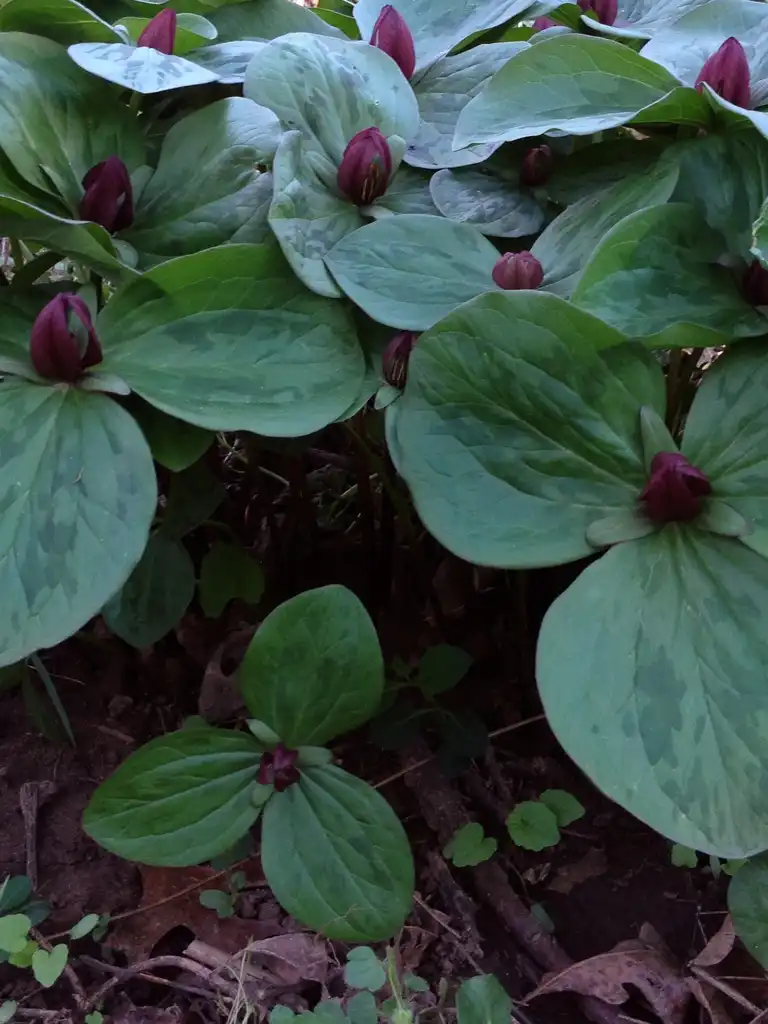 Photo of Trillium sessile - Form:Fritzflohrreynolds