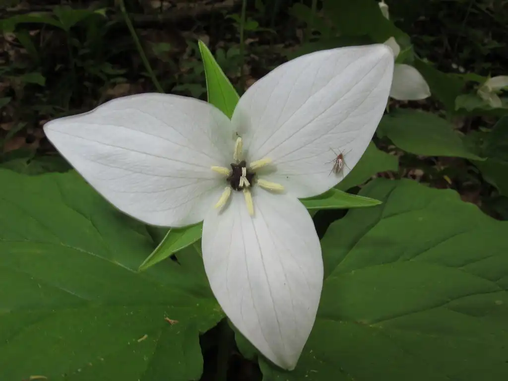 Foto de Trillium simile (Trillium similes)