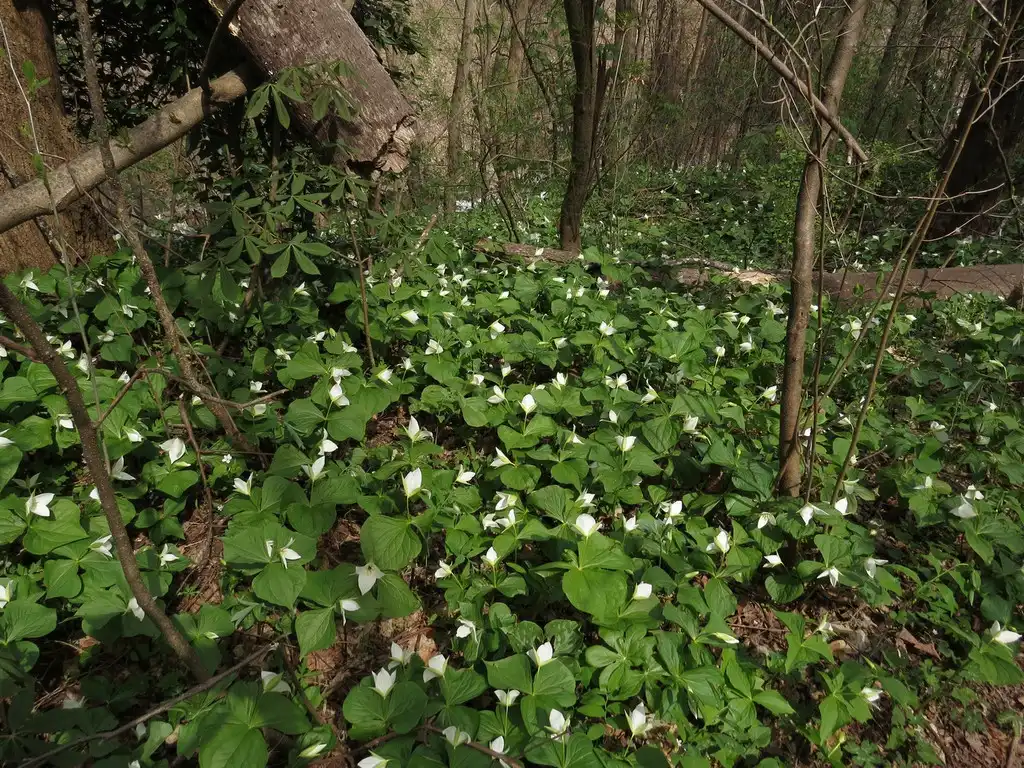 Foto de Trillium simile (Trillium similes)