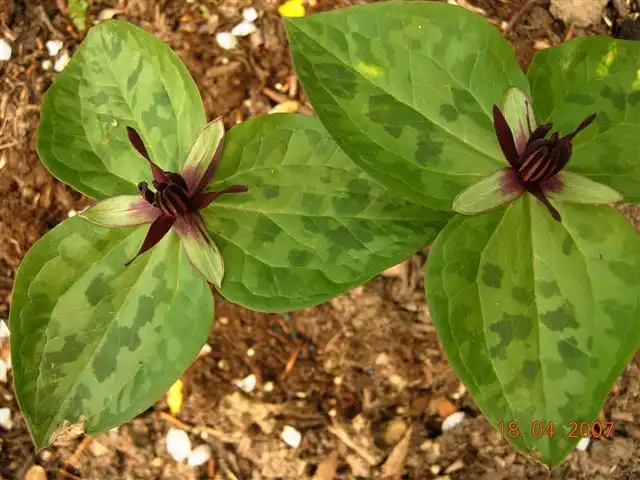 Фото Trillium stamineum (Trillium stamineums)