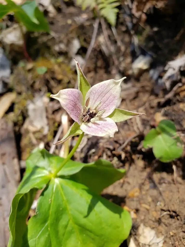 Фото Trillium sulcatum (Trillium sulcatums)
