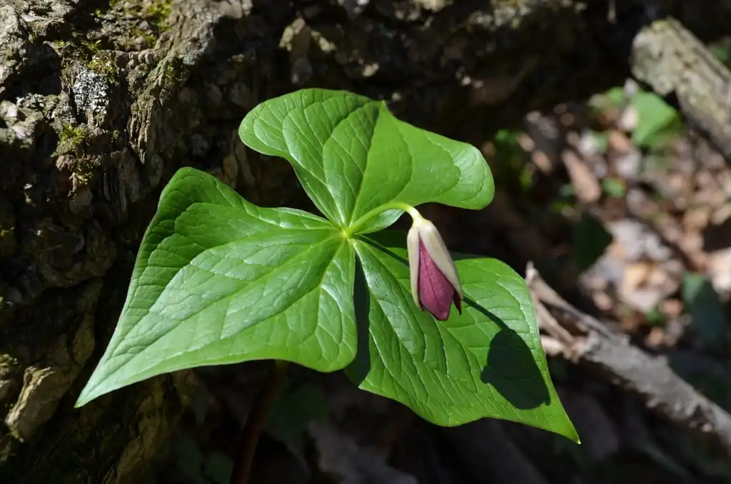 Фото Trillium sulcatum (Trillium sulcatums)