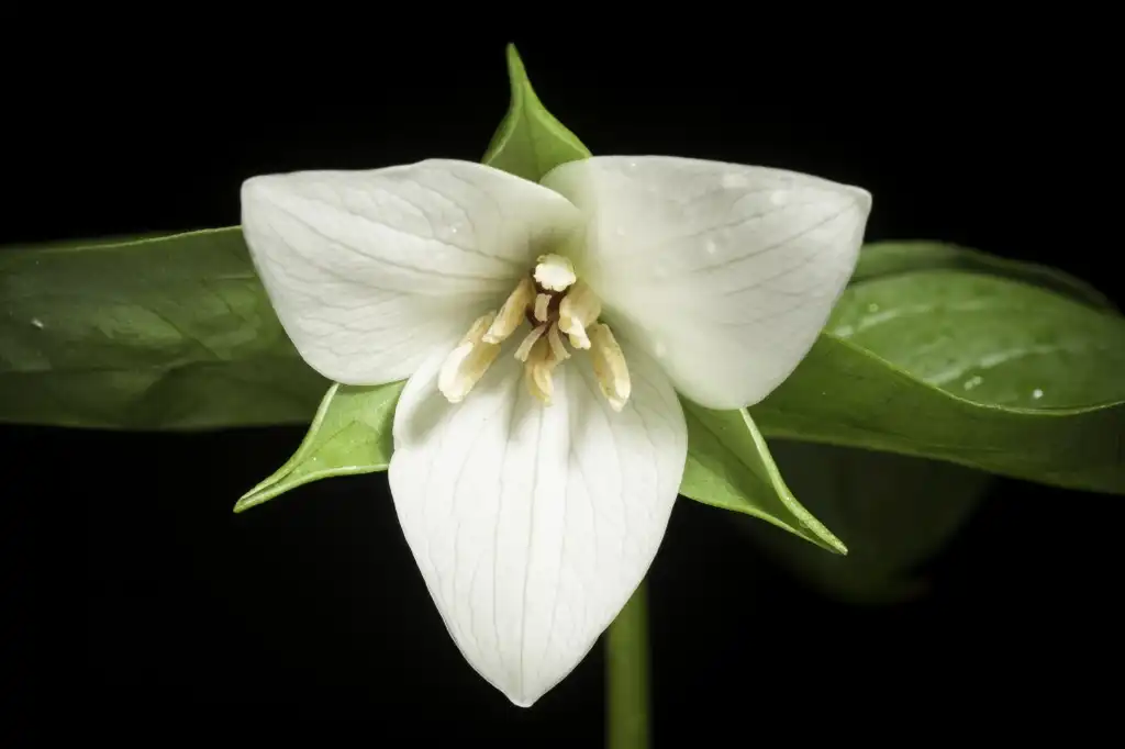 Фото Trillium sulcatum - Flower detail:Sunoochi