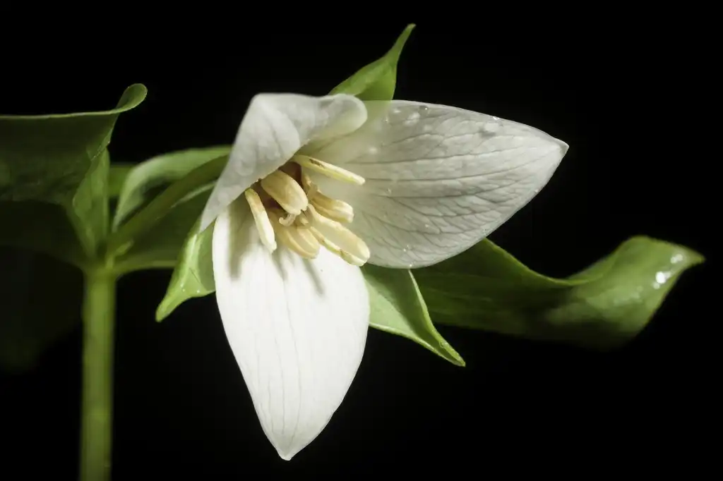 Фото Trillium sulcatum - Flower close-up:Sunoochi