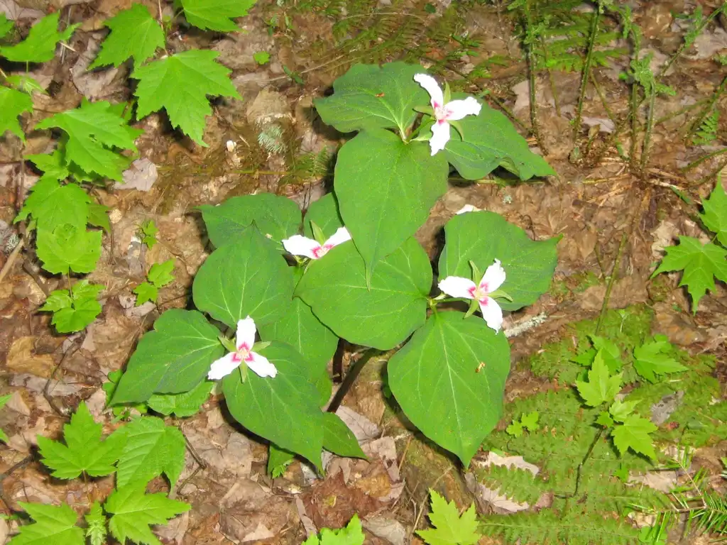Фото Trillium undulatum (Trillium undulatums)