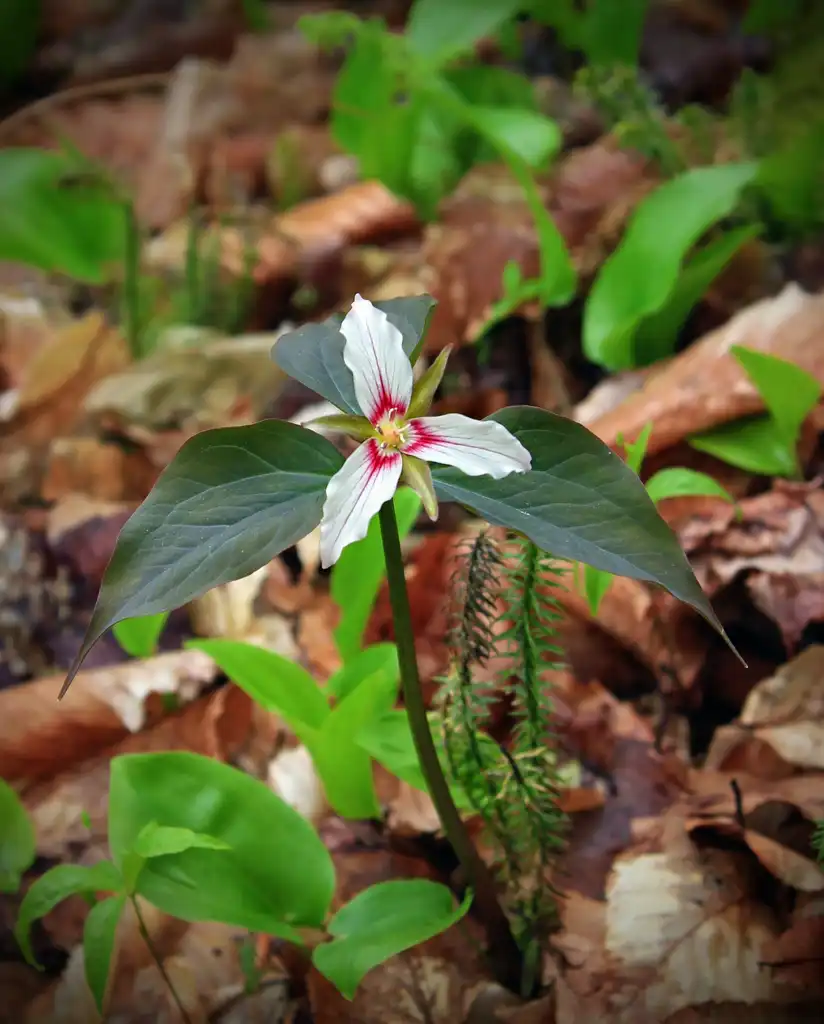 Фото Trillium undulatum (Trillium undulatums)