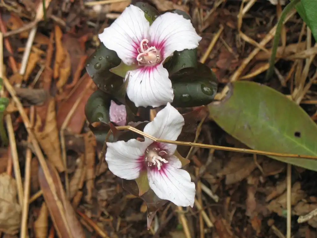 Фото Trillium undulatum - Flower Close-up (Great Smokey Mountains,NC):Stacy Hodes