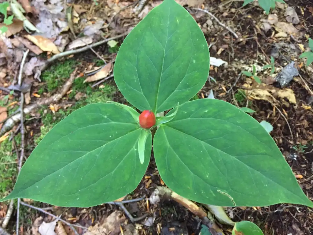 Фото Trillium undulatum - Bud and leaves:Trscavo