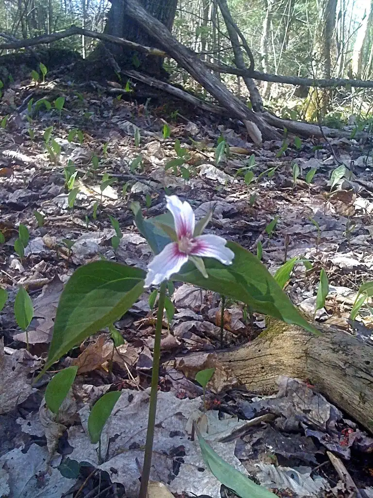 Фото Trillium undulatum - Full form:Charles de Mille-Isles