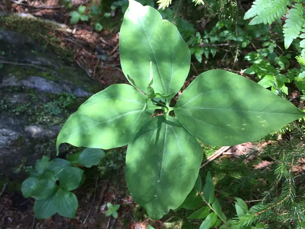 Фото Trillium undulatum - Leaves:Trscavo