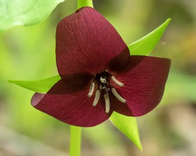 Фото Trillium vaseyi (Trillium vaseyis)
