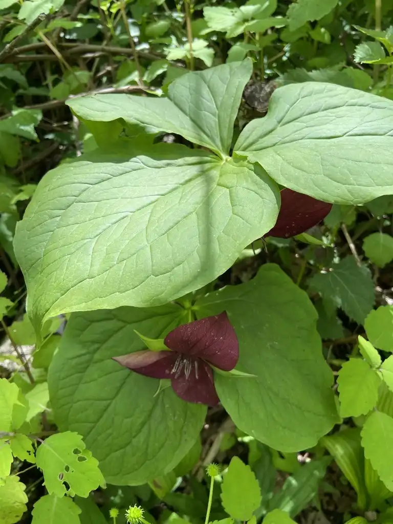 Фото Trillium vaseyi (Trillium vaseyis)