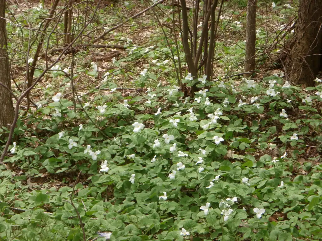 Photo of Trillium (Trilliums)