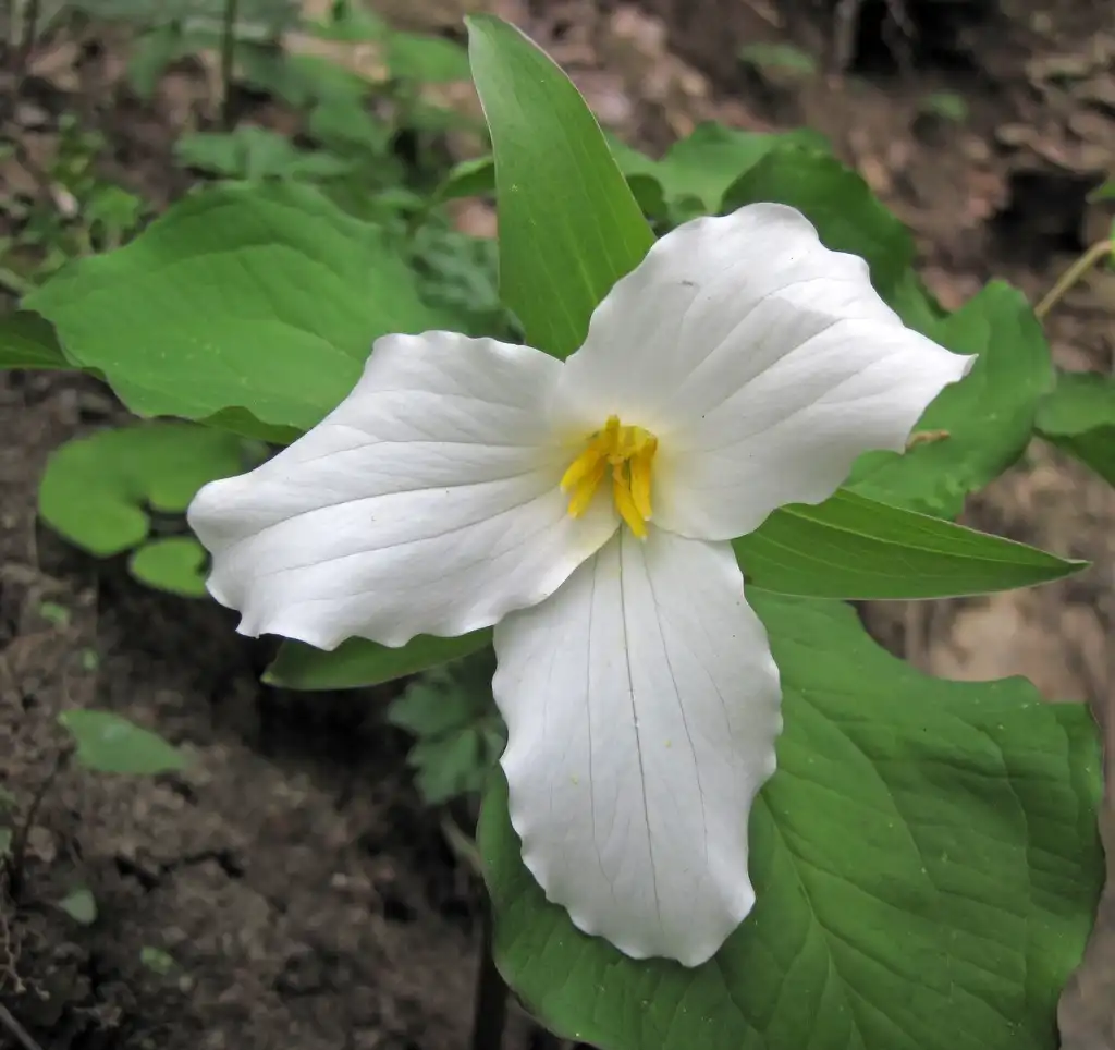 Photo of Trillium (Trilliums)