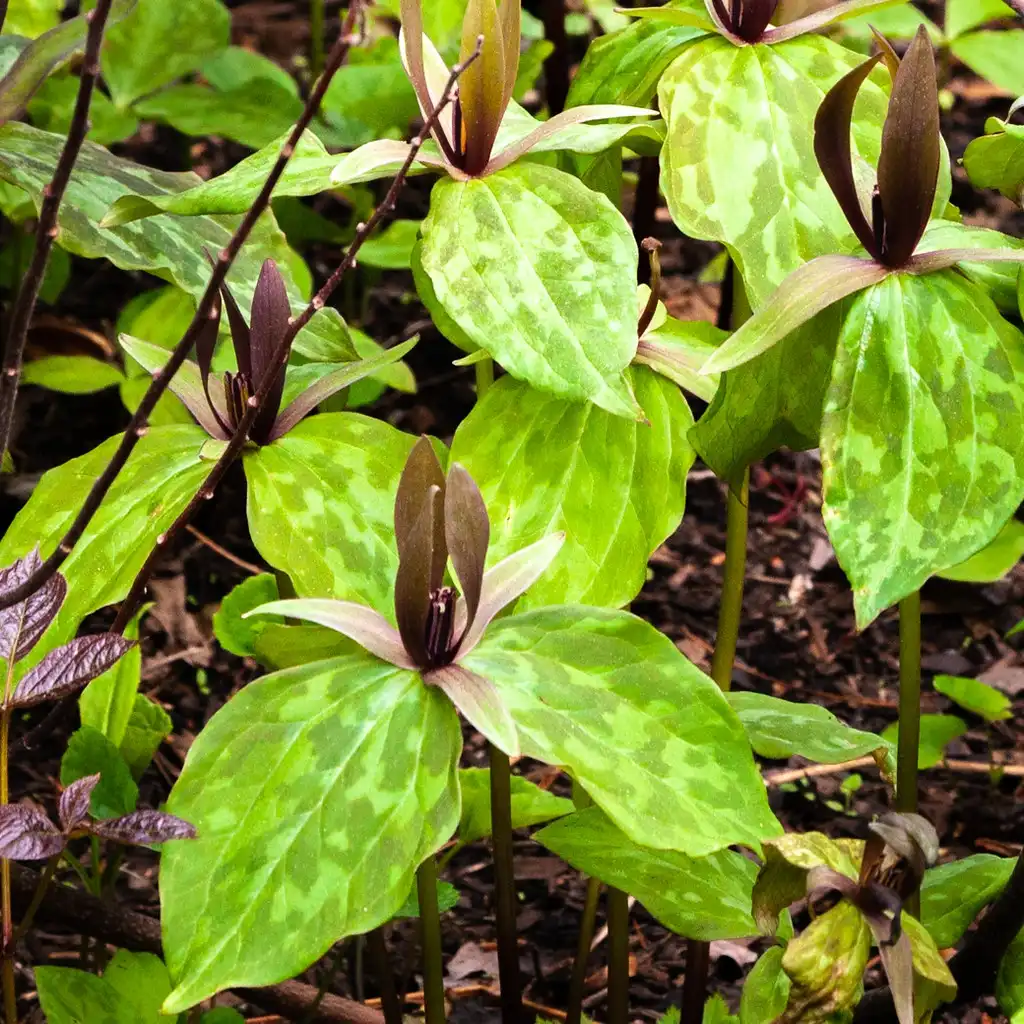 Photo of Trillium - Mottled bracts and sessile flowers:Paul VanDerWerf