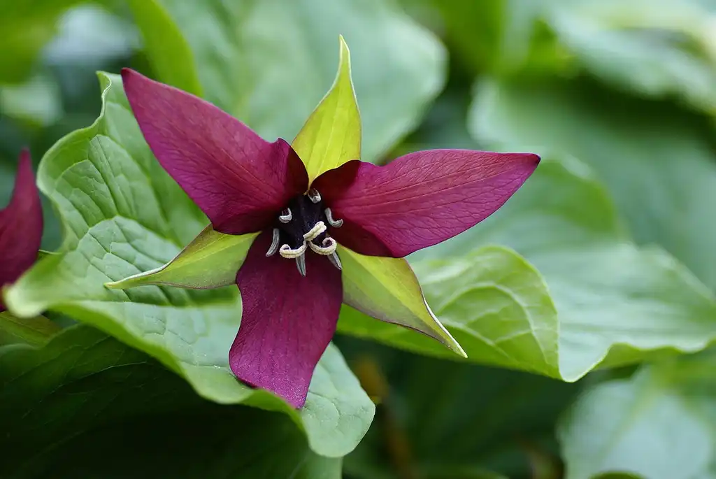 Photo of Trillium - T. erectum flower:Rolf Engstrand
