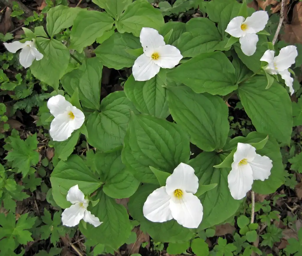 Photo of Trillium - T. grandiflorum flowers:James St.John