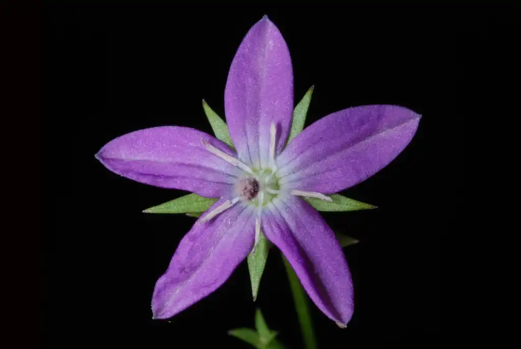 Photo of Triodanis perfoliata subsp. biflora (Triodanis perfoliata subsp. bifloras)