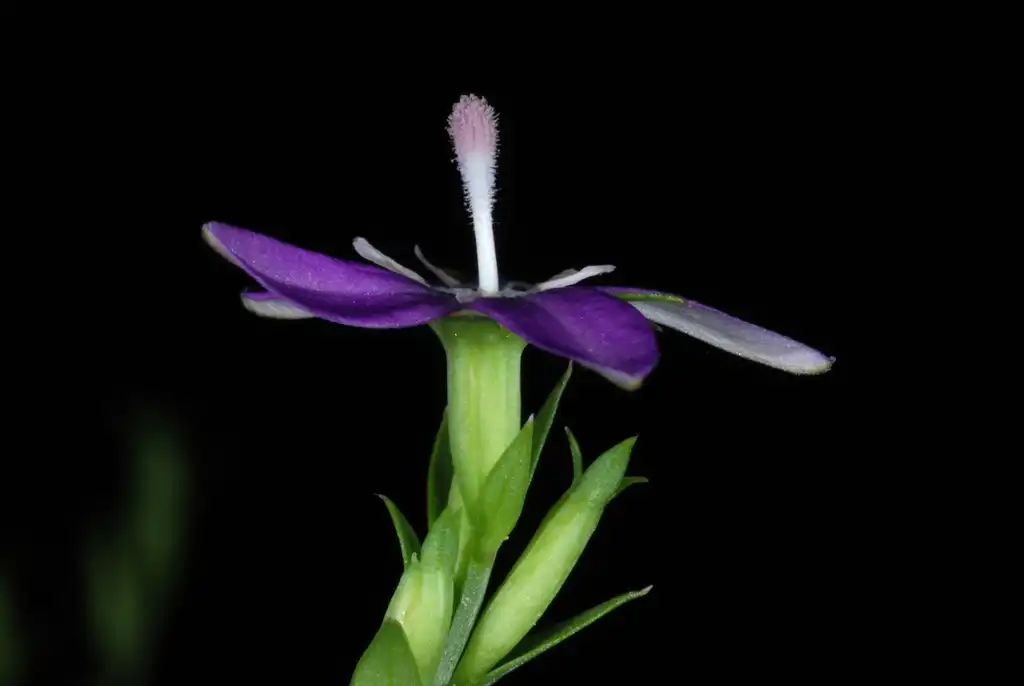 Photo of Triodanis perfoliata subsp. biflora (Triodanis perfoliata subsp. bifloras)