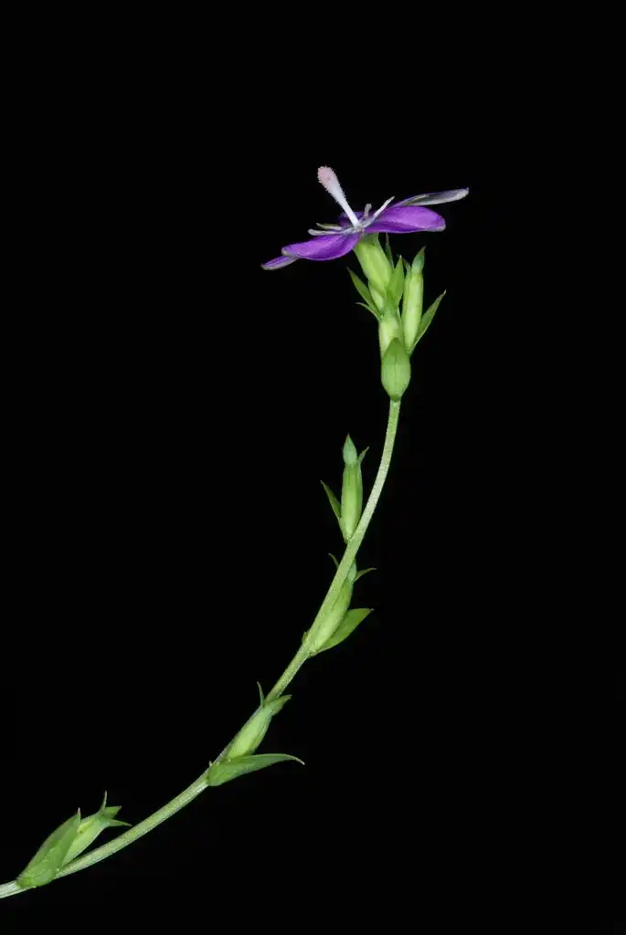 Photo of Triodanis perfoliata subsp. biflora - Flower and stem (Glenwood, Greensboro, NC)-Mid Summer:Douglas Goldman, USDA