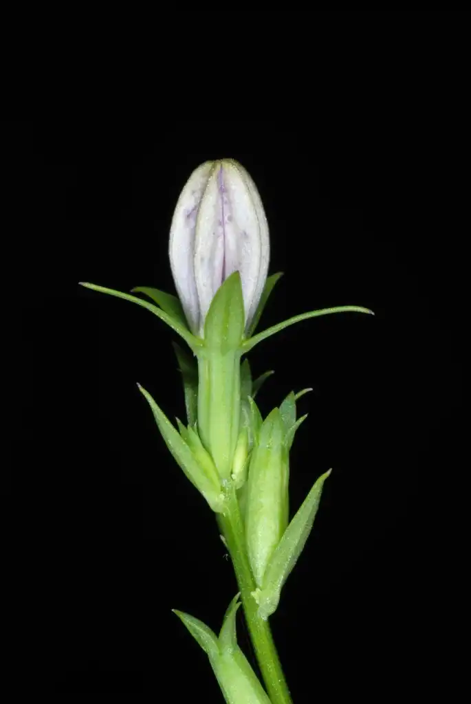 Photo of Triodanis perfoliata subsp. biflora - Side view flower bud (Glenwood, Greensboro, NC)-Mid Summer:Douglas Goldman, USDA