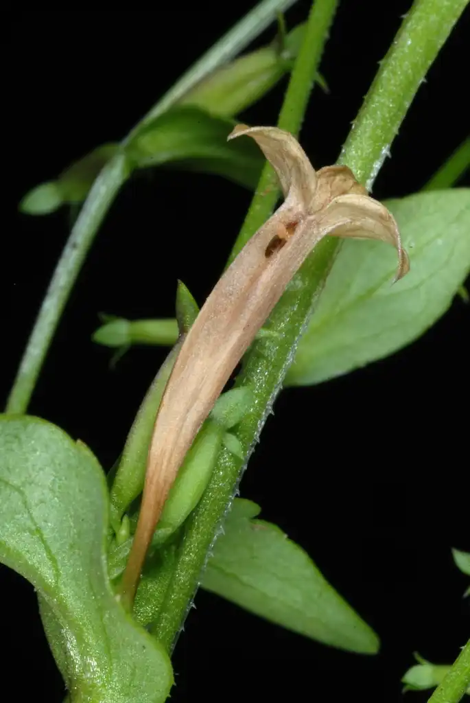 Photo of Triodanis perfoliata subsp. biflora - Stem and leaves (Glenwood, Greensboro, NC)-Mid Summer:Douglas Goldman, USDA