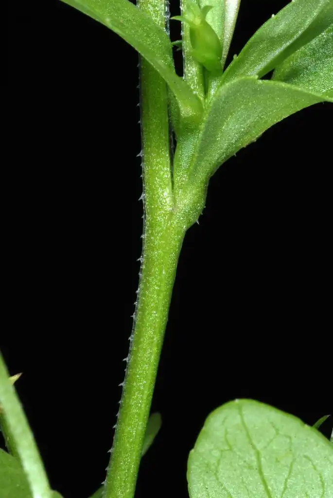 Photo of Triodanis perfoliata subsp. biflora - Stem and caylx (Glenwood, Greensboro, NC)-Mid Summer:Douglas Goldman, USDA