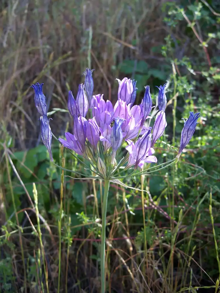 Photo of Triteleia laxa (Triteleia laxas)