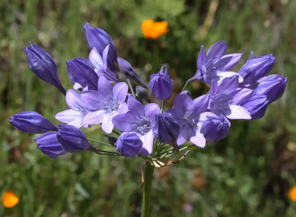Photo of Triteleia laxa (Triteleia laxas)