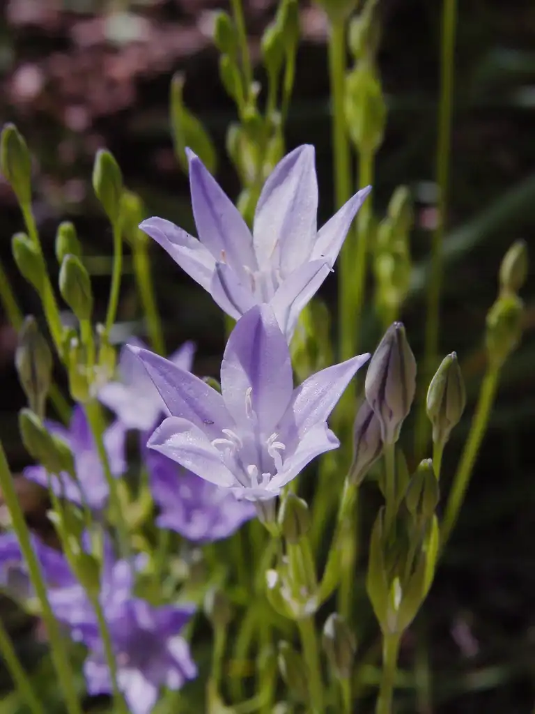 Photo of Triteleia laxa - Flower detail:Thegreenj