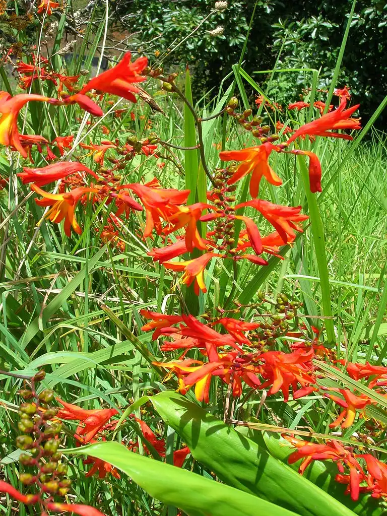 Foto de Tritonia (Tritonias)