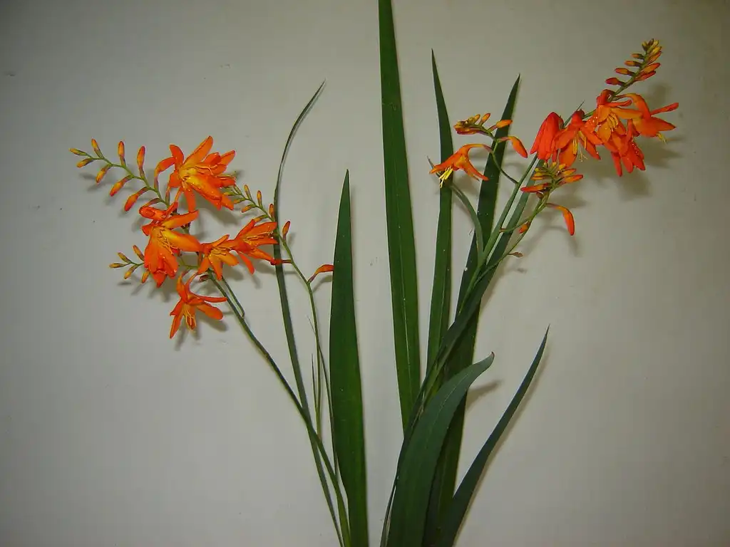 Foto de Tritonia (Tritonias)