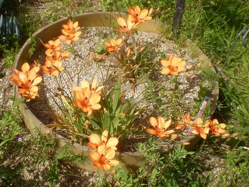 Foto de Tritonia - Grown in a pot:Consultaplantas