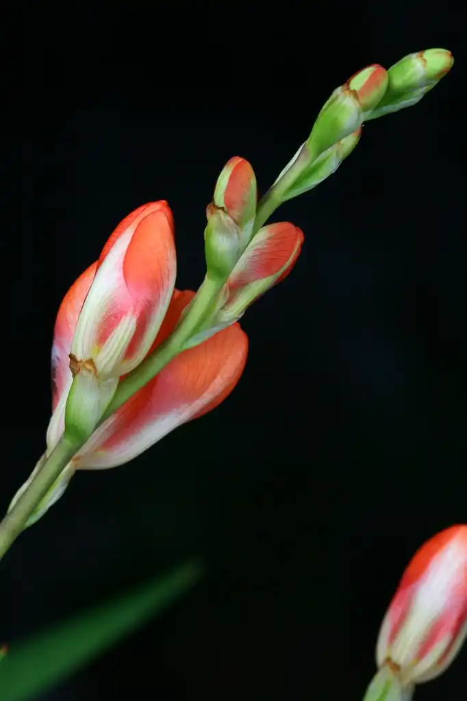 Foto de Tritonia - Flower buds:Philip Bouchard