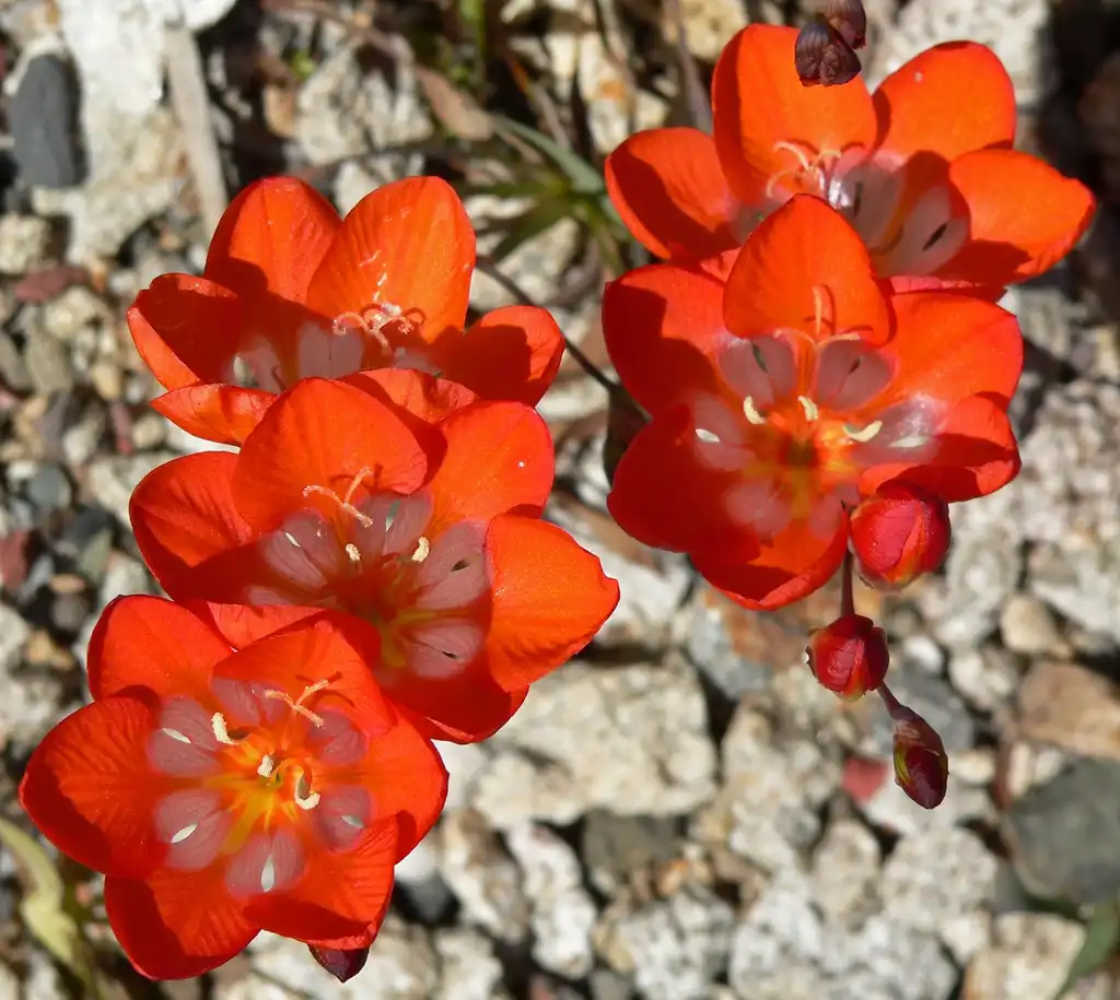 Foto de Tritonia - Flowers:Stan Shebs