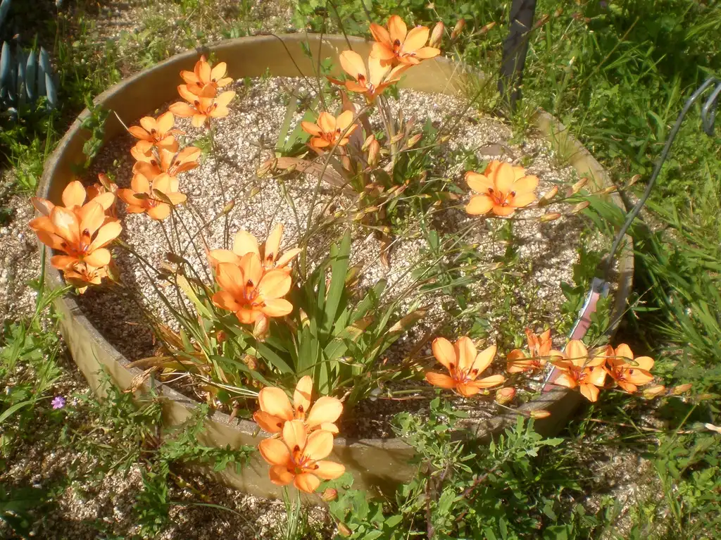 Foto de Tritonia - Form in pot:Consultaplantas