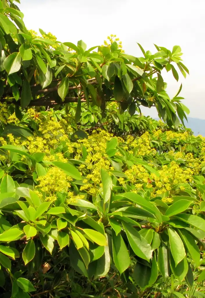 Photo of Trochodendron aralioides (Trochodendron aralioidess)